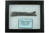 Bizarre Edestus Shark Tooth In Jaw Section - Carboniferous #231949-2